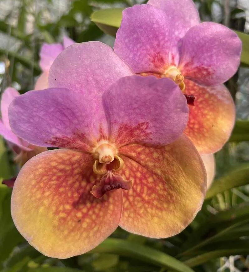 Vanda Two Tone Pastel Blooming Size