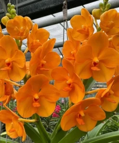 Ascocenda Suksamran Hybrid Blooming Size