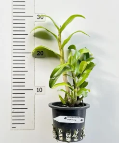 Alternative view of Ready to Flower Size Dendrobium Sophia Ang