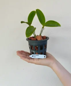 Alternative view of Cattleya Violacea Blooming Size