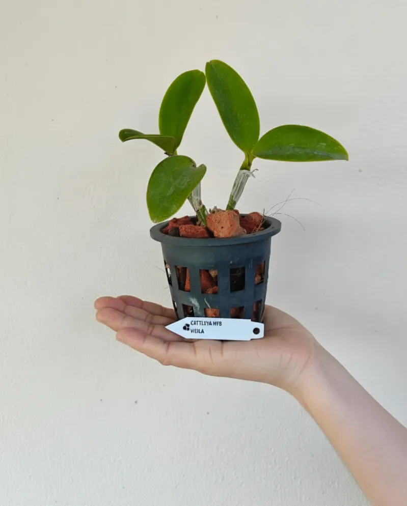 Cattleya Violacea Blooming Size - Image 2