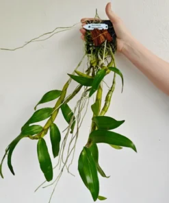 Alternative view of Blooming Size Dendrobium Nobile x Tortile - Mounted