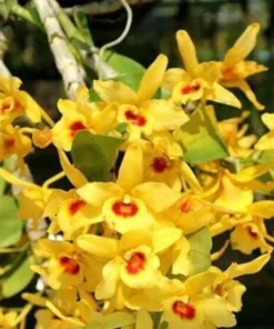 Ready to Flower Size Dendrobium JK Moonlight - Mounted