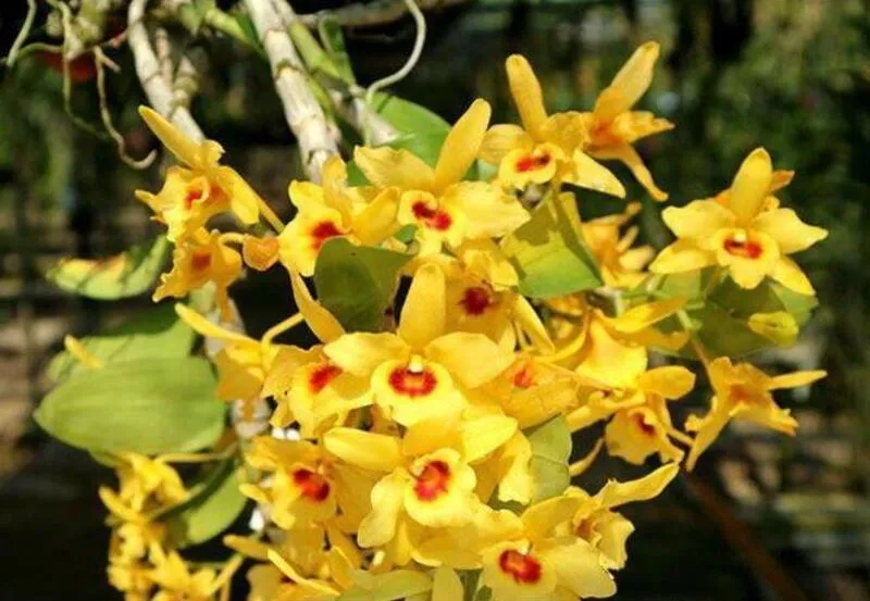 Ready to Flower Size Dendrobium JK Moonlight - Mounted