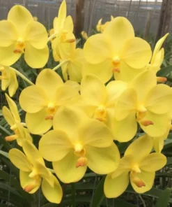 Vanda Bright Yellow 116 Blooming Size