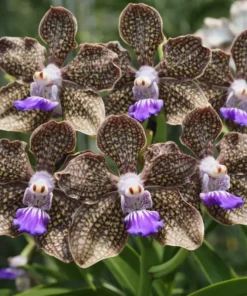 Vanda Mimi Palmer Hybrid Blooming Size