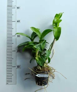 Alternative view of Ready to Flower Size Dendrobium Micky Pinky