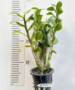 Alternative view of Ready to Flower Size Dendrobium JK Wii