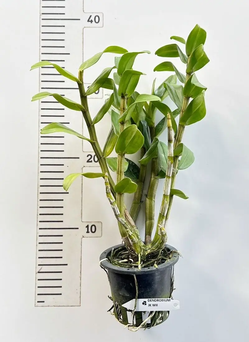 Ready to Flower Size Dendrobium JK Wii - Image 2