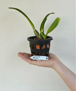 Alternative view of Cattleya Percivaliana Blooming Size