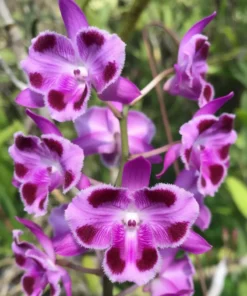 Ready to Flower Size Dendrobium Parishii 6 Eyes - Mounted