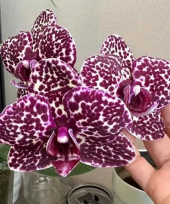 Phalaenopsis Lioulin Wild Cat Blooming Size