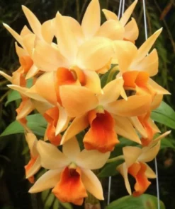 Ready to Flower Size Dendrobium Sophia Ang