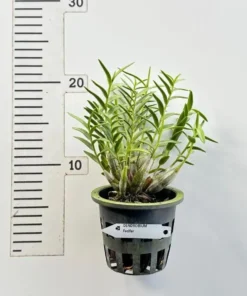 Alternative view of Ready to Flower Size Dendrobium Faciferum