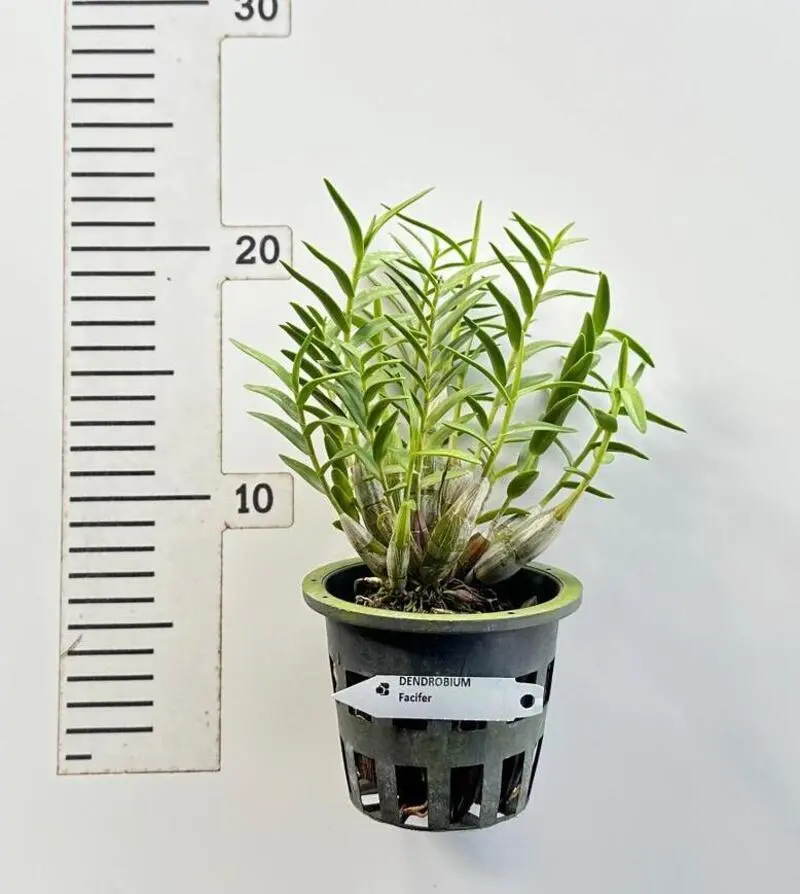 Ready to Flower Size Dendrobium Faciferum - Image 2