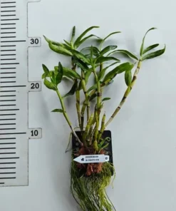 Alternative view of Ready to Flower Size Dendrobium Hybrid JK Chaste - Mounted