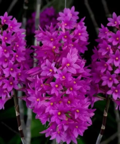 Ready to Flower Size Dendrobium Miyakei