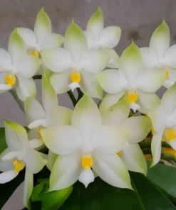 Ready to Flower Size Phalaenopsis violacea alba