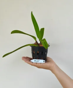 Alternative view of Cattleya Dowiana​ Blooming Size