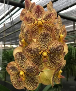 Yellow Ring Blooming Size