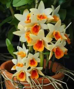 Ready to Flower Size Dendrobium Dawn Maree x Thai Jasmine