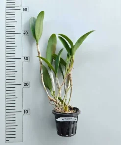 Alternative view of Cattleya Guatemalensis Blooming Size