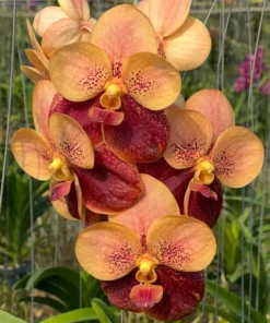 Vanda Two Tone Brown KC Blooming Size