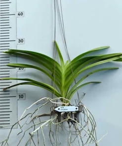 Alternative view of Vanda Mimi Palmer Hybrid Blooming Size