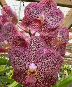 Kulwadee Spot Red KC Blooming Size