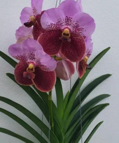 Ranu Gold x Elly Carol Blooming Size