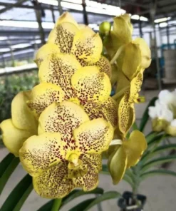 Yellow Spot 15 Blooming Size