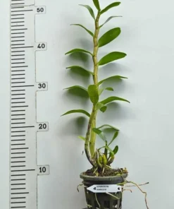 Alternative view of Ready to Flower Size Dendrobium Mareezuki