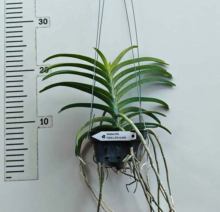 Vanda Tessellata Alba Blooming Size - Image 2