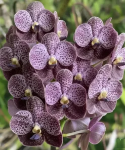 Vanda Black 721 Blooming Size