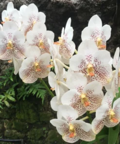 Vanda White Spot Blooming Size