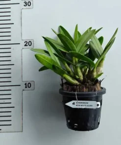 Alternative view of Ready to Flower Size Dendrobium Mini White Glory