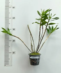 Alternative view of Ready to Flower Size Dendrobium Miyakei