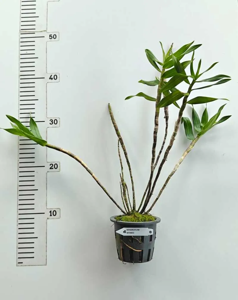 Ready to Flower Size Dendrobium Miyakei - Image 2