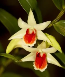 Ready to Flower Size Dendrobium Mareezuki