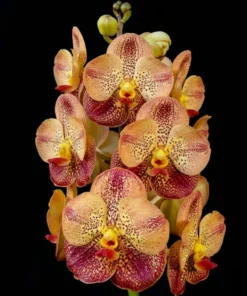 Vanda Brown Spot 9 Blooming Size