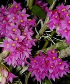 Ready to Flower Size Dendrobium Miyakei