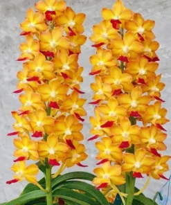 Vanda Memoria Thianchai x Rhy. coelestis Blooming Size