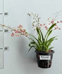 Alternative view of Oncidium Twinkle Pink Red- With Buds/Flowers (Large Size Plant)