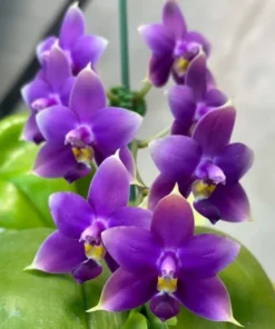 Phalaenopsis Violacea Indigo Blue X Sib Blooming Size