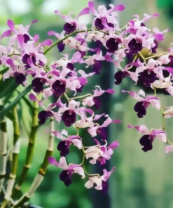 Raya Blue 5% splash Seedling