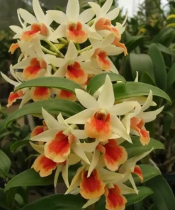 Ready to Flower Size Dendrobium Dawn Maree Orange