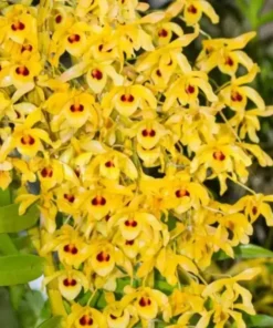 Ready to Flower Size Dendrobium JK Moonlight - Mounted