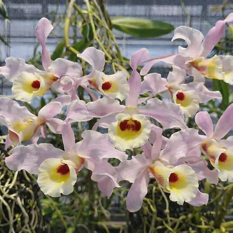 Blooming Size Dendrobium Nobile x Tortile - Mounted