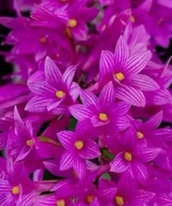 Ready to Flower Size Dendrobium Miyakei