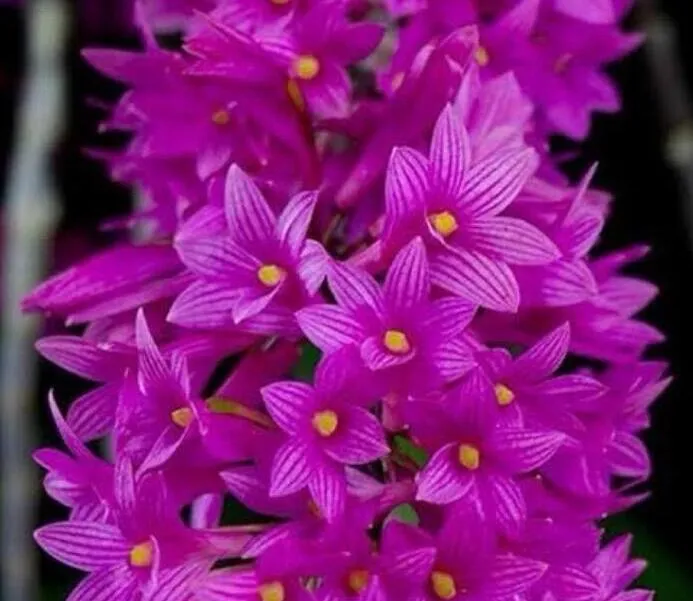 Ready to Flower Size Dendrobium Miyakei